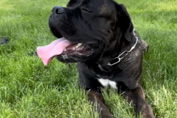 Cane corso nauttii nurmikolla kesäauringosta